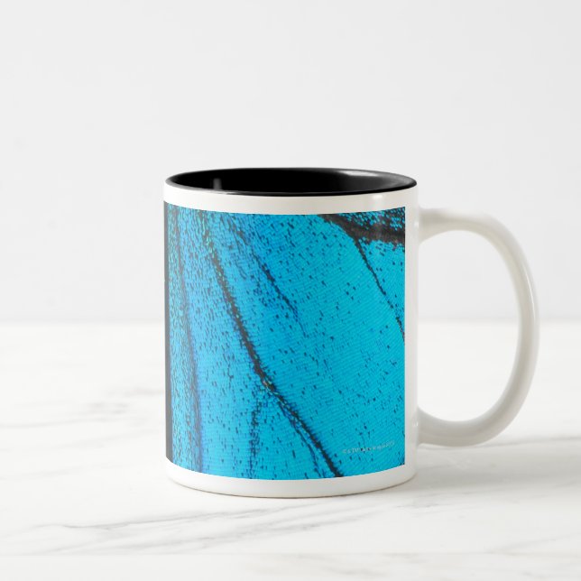 Blue mountain swallowtail (Papilio ulysses) Two-Tone Coffee Mug (Right)