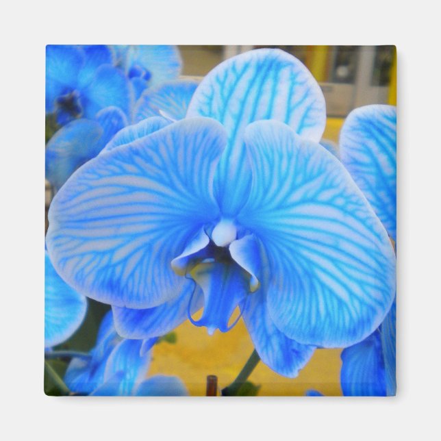 Blue Mystique Orchid Magnet (Front)