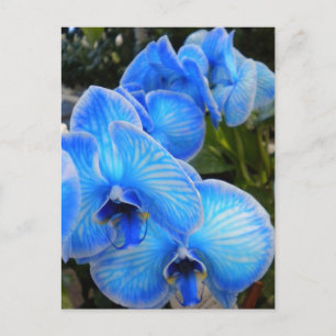 Blue Mystique Orchids PostCard