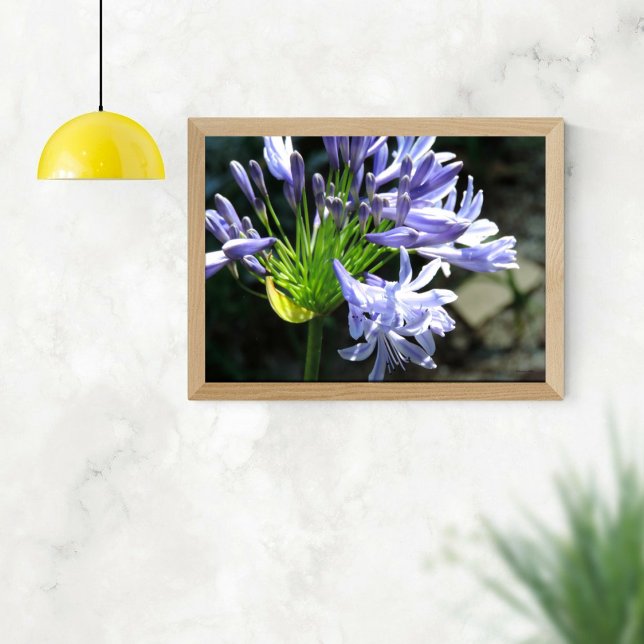Blue Nile Lilly Photo Enlargement  Poster (Creator Uploaded)