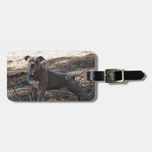 Blue Nose Pitbull Luggage Tag