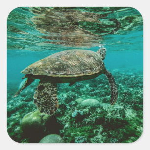 Blue ocean sea turtle swimming sticker