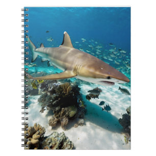 Blue Ocean Summer Beach shark Photo Notebook