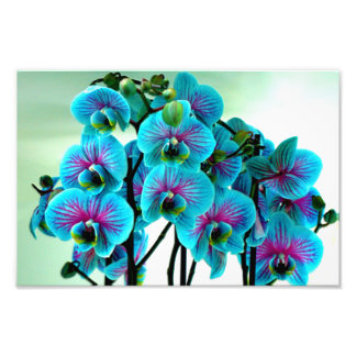 Blue Orchid Flower Bouquet Photo Print