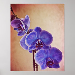 Blue Orchid Photographic Art Print
