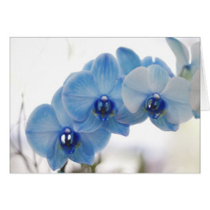 Blue Orchids