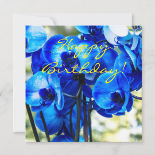 Blue orchids