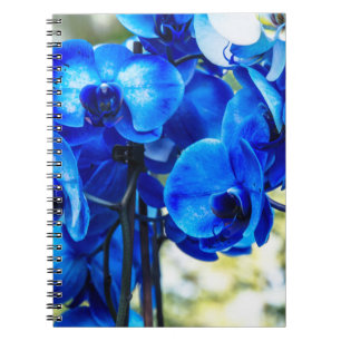 Blue orchids notebook