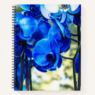 Blue orchids notebook