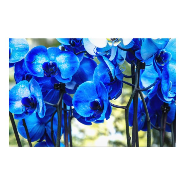 Blue orchids photo print (Front)