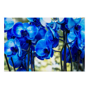 Blue orchids poster
