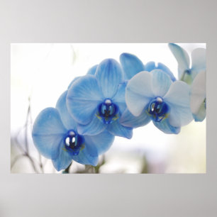 Blue Orchids Poster