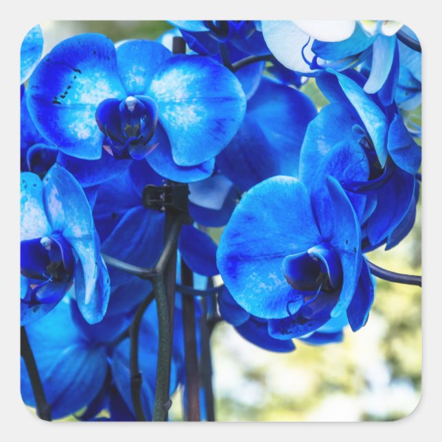 Blue orchids square sticker (Front)