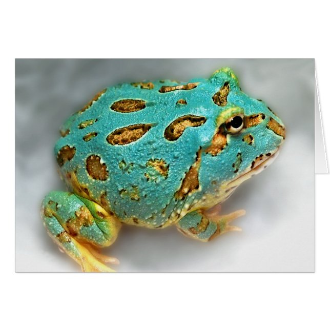 Blue Pac-Man Frog – Waiting, Waiting, Gotcha! (Front Horizontal)
