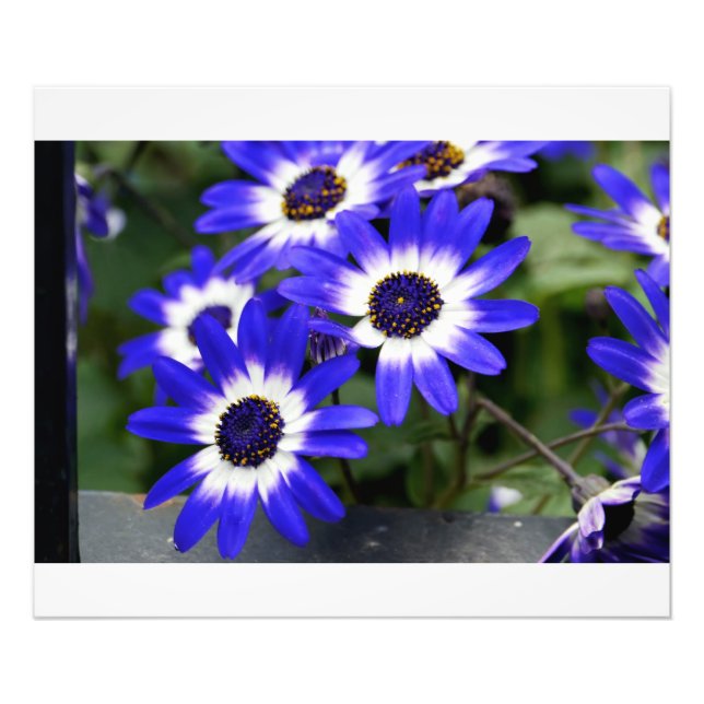 Blue Painted Daisies Photo Print (Front)