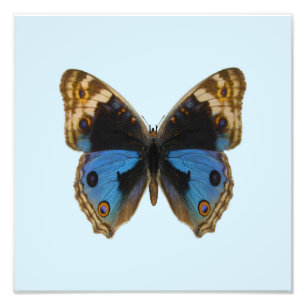 Blue Pansy Butterfly Photo Print