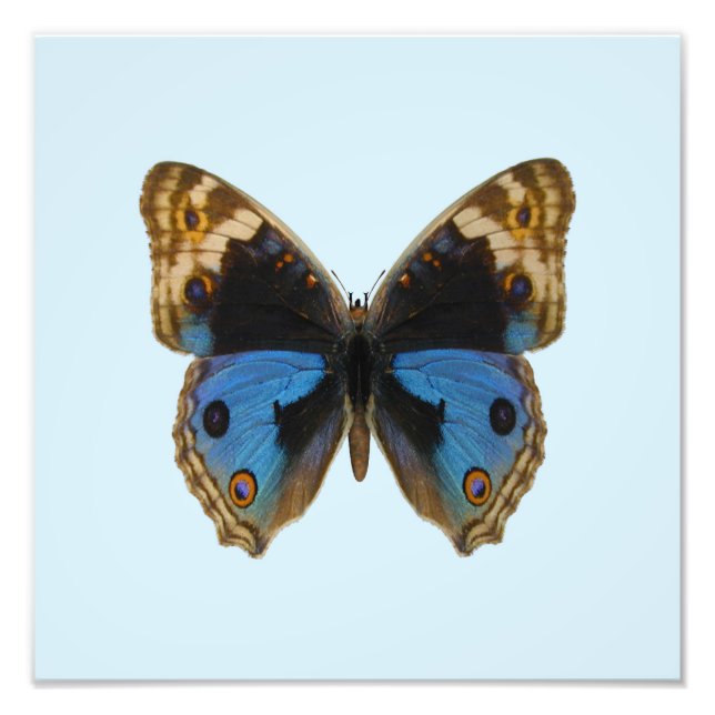 Blue Pansy Butterfly Photo Print (Front)