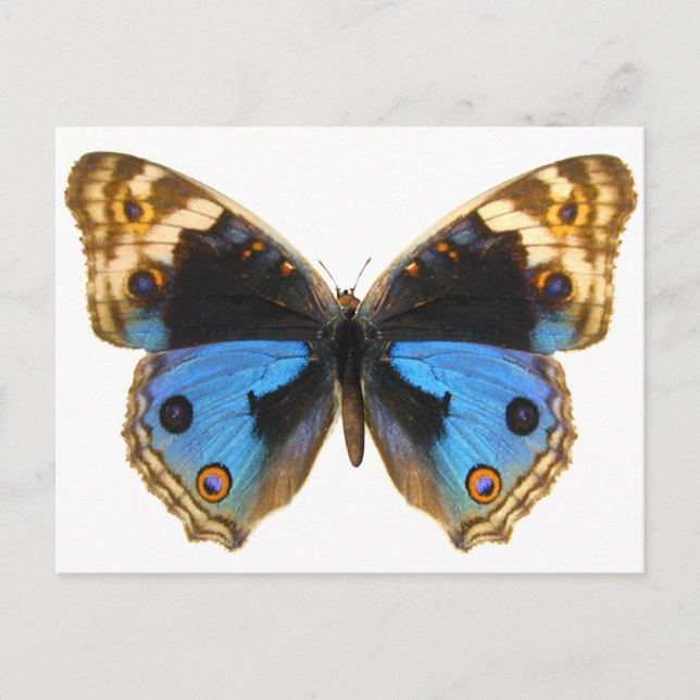 Blue Pansy Butterfly Postcard (Front)