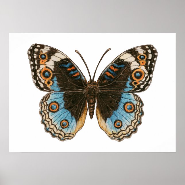 Blue Pansy Butterfly Poster (Front)
