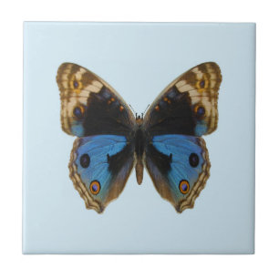 Blue Pansy Butterfly Tile