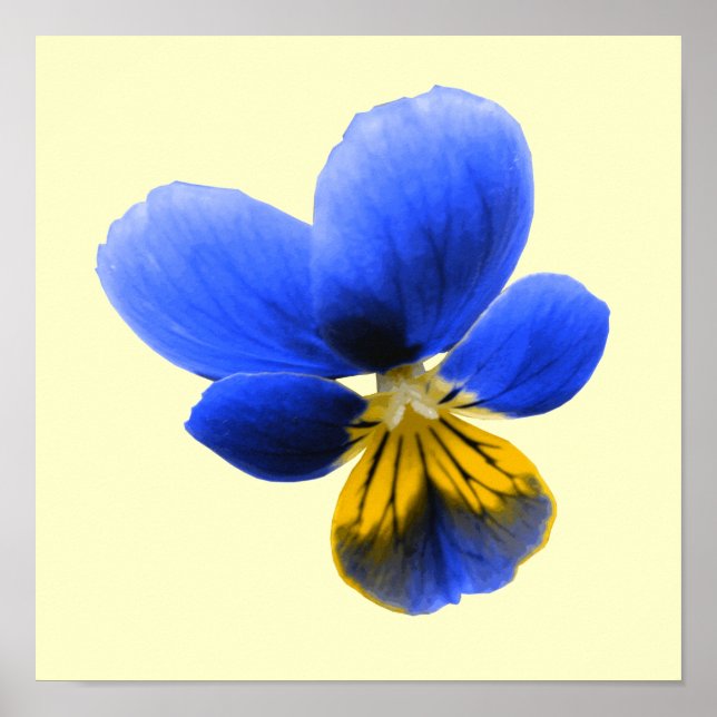 Blue Pansy Print (Front)