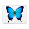 Blue Papilio Ulyssses Butterfly Premium Magnet