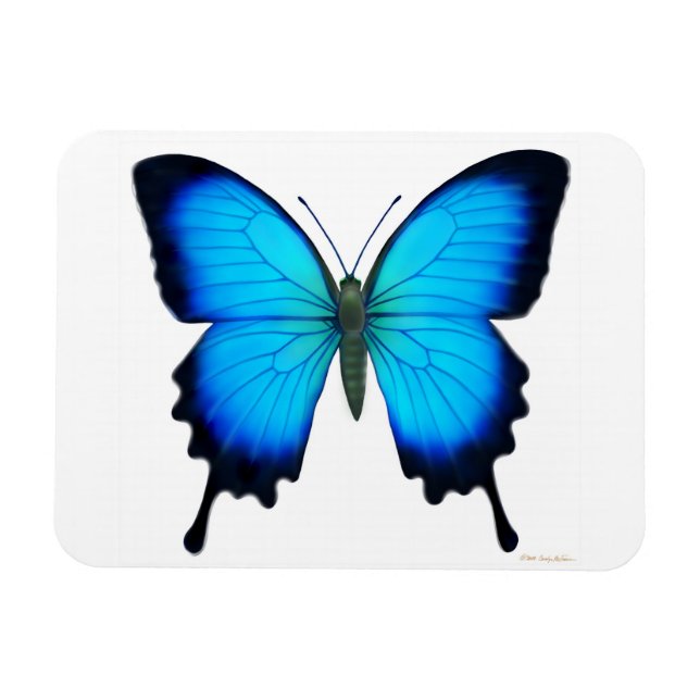 Blue Papilio Ulyssses Butterfly Premium Magnet (Horizontal)