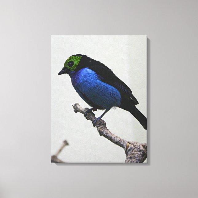 Blue Paradise Tanger Wrapped Canvas (Front)