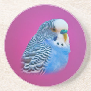 Blue Parakeet Coaster