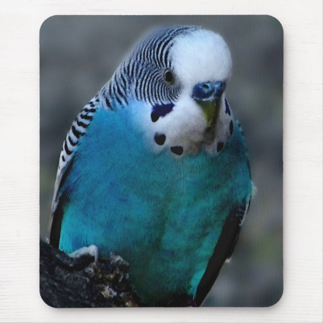 Blue Parakeet mousepad (Front)