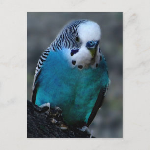 Blue Parakeet postcard