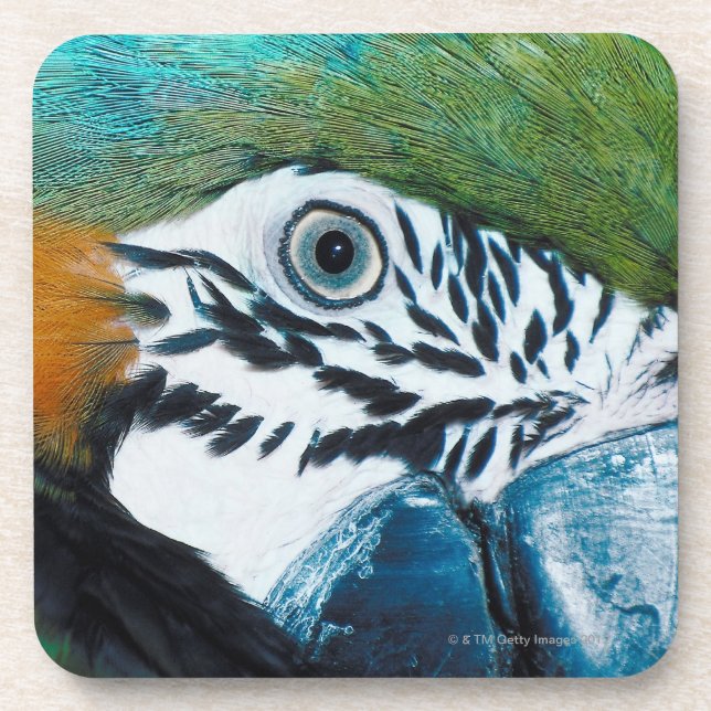 Blue Parrot Coaster (Front)