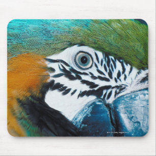 Blue Parrot Mouse Pad