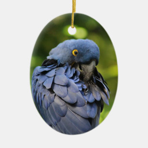 Blue parrot ornament