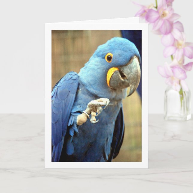 Blue Parrot Portrait Card (Orchid)