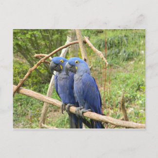 Blue Parrot Postcard