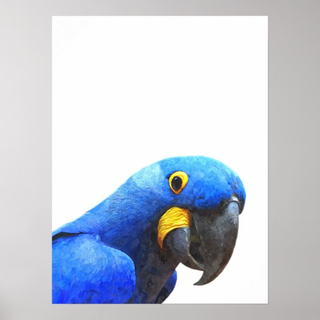 Blue parrot tropical bird portrait poster (Front)