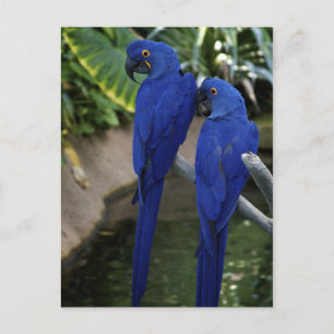 Blue Parrots Photo Postcard