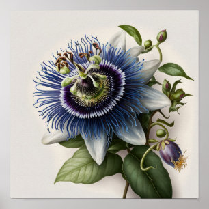 Blue Passion Flower Art Print Poster