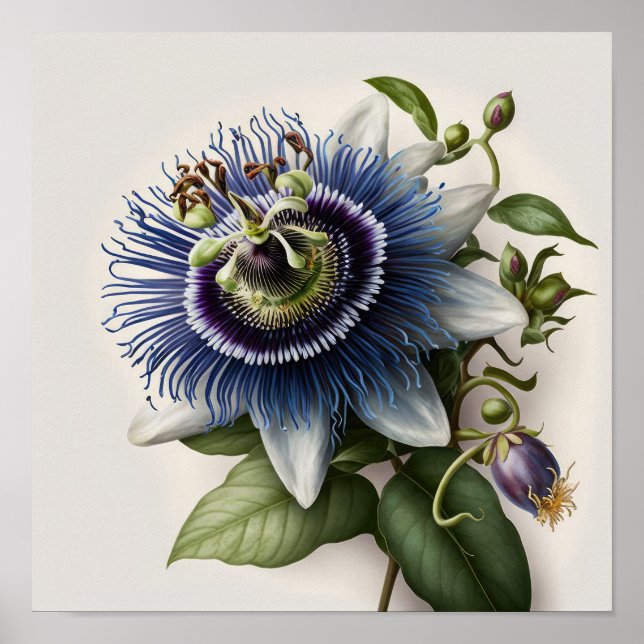 Blue Passion Flower Art Print Poster (Front)