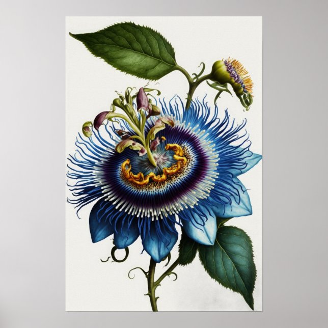 Blue Passion Flower Art Print Poster (Front)