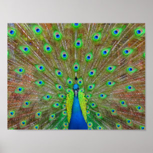 Blue Peacock #3 Poster