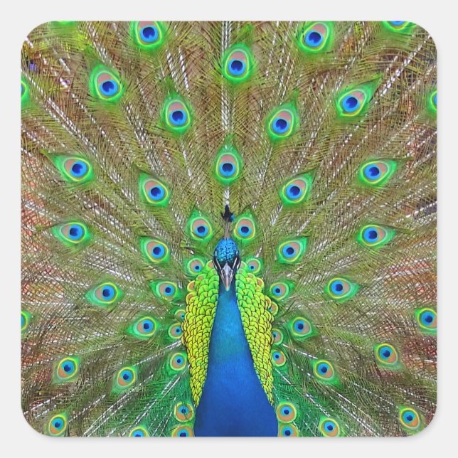 Blue Peacock #3 Sticker (Front)