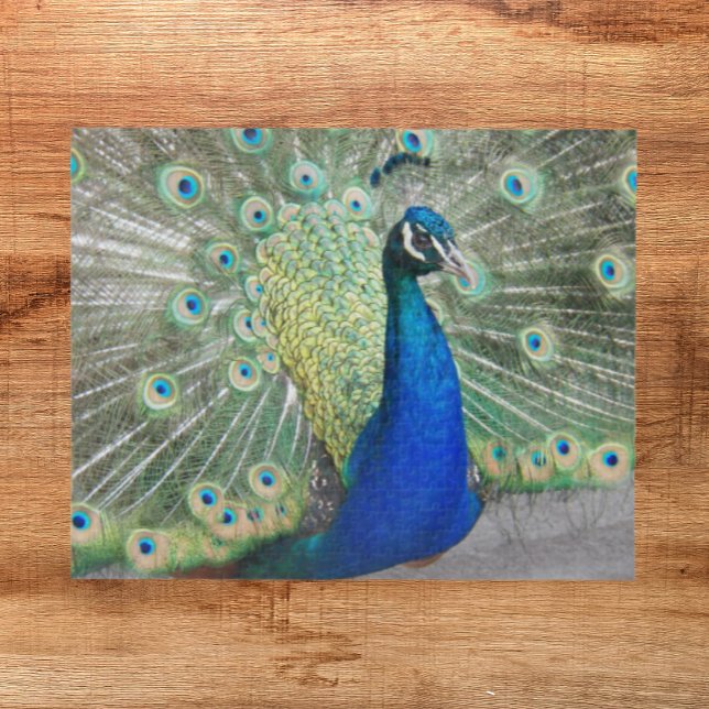 Blue Peacock Fantail Feathers Photo Jigsaw Puzzle (In Situ)