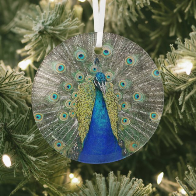 Blue Peacock Feather Plumage Glass Tree Decoration (Insitu)