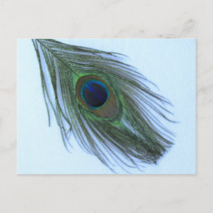 Blue Peacock Feather Postcard