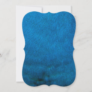 Blue peacock feathers