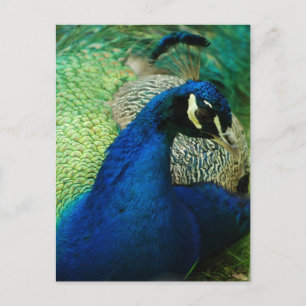 Blue Peacock Postcard