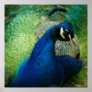 Blue Peacock Poster