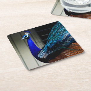 Blue Peacock Square Paper Coaster